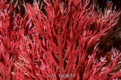 فایده جلبك دریایی قرمز در پیش گیری از سرطان روده بزرگ