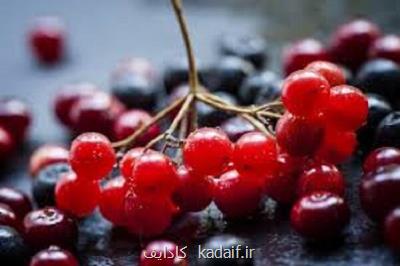 کرنبری از مبتلا شدن به زوال عقل پیشگیری می کند