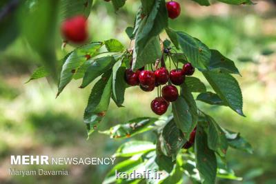 میوه های کپک زده سمی هستند