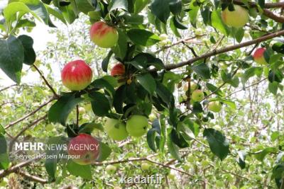 مگس میوه و مورچه عسل چقدر خطرناکست