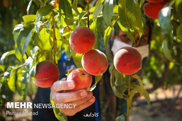 یک عدد هلو ۸ درصد از فیبر بدن را تامین می کند