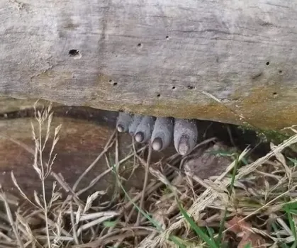 انگشتان مرده از تنه درخت بیرون زده اند!