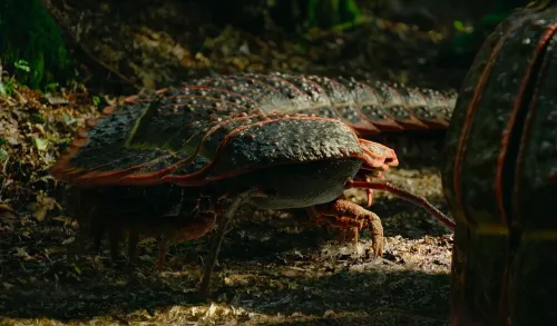 هزارپای غول پیکر 3 متری، هیولایی به اندازه یک خودرو