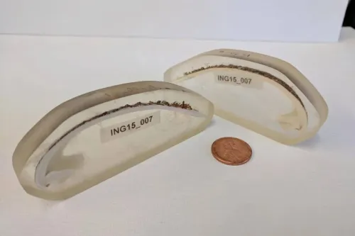 قدیمی ترین جانور منفرد دنیا که ۵۰۷ سال عمر کرد