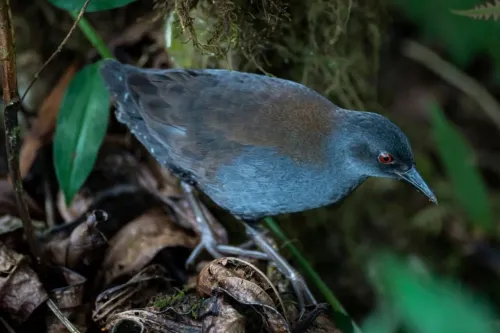پرنده گمشده بعد از 200 سال به گالاپاگوس بازگشت