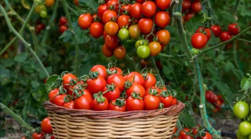 گوجه فرنگی میوه است یا سبزی؟