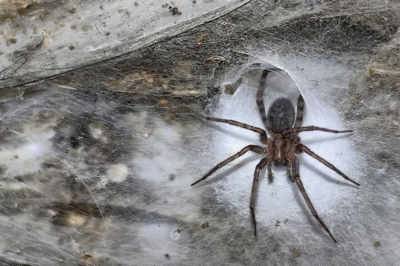 کشف بزرگ ترین تار عنکبوت دنیا با اندازه نصف زمین تنیس در اعماق زمین