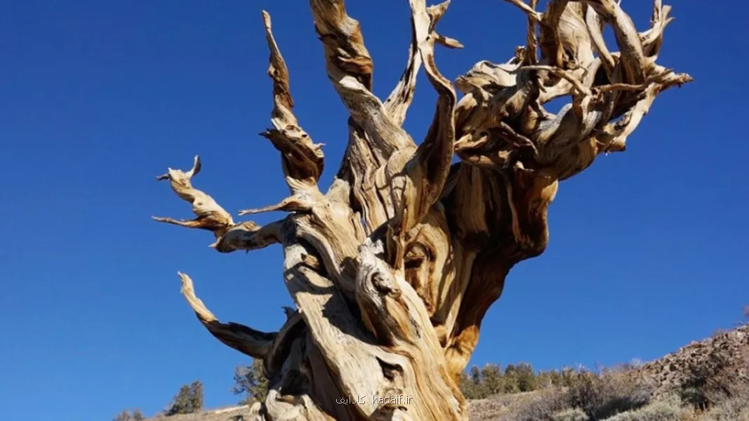 قدیمی ترین موجود زنده زمین که توسط انسان از بین رفت