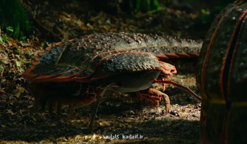 هزارپای غول پیکر 3 متری، هیولایی به اندازه یک خودرو