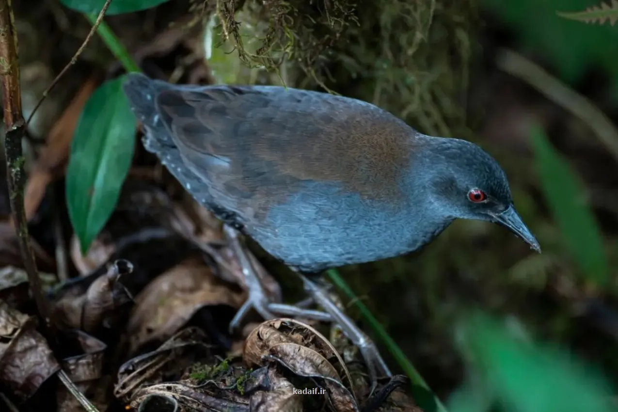 پرنده گمشده بعد از 200 سال به گالاپاگوس بازگشت