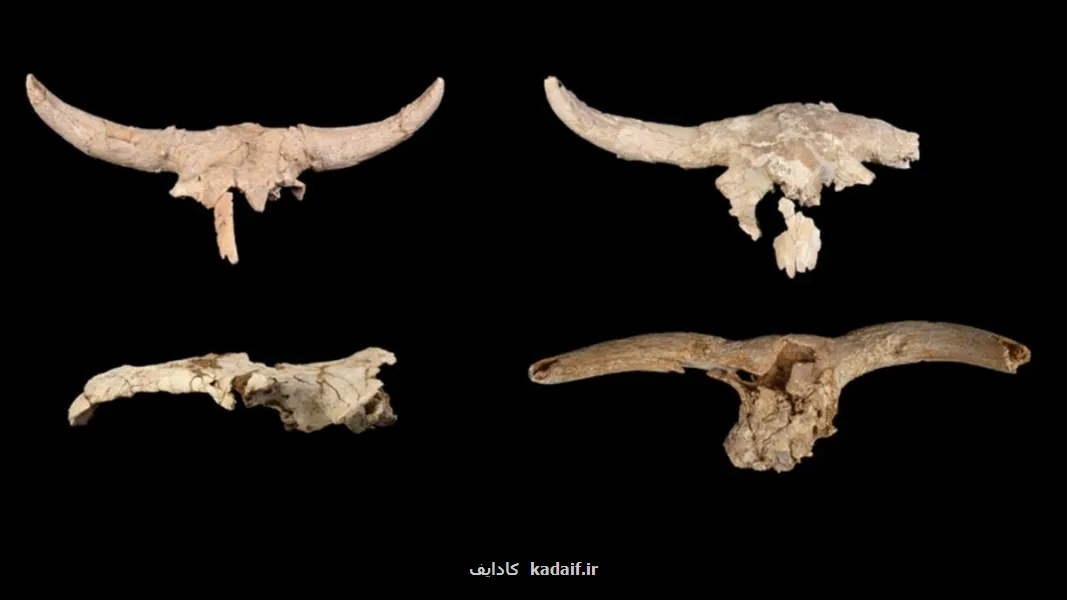 معبد مخوف نئاندرتال ها در قلب اسپانیا فاش شد