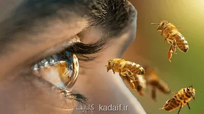 آیا می دانستید زنبورهای عسل شما را می شناسند؟