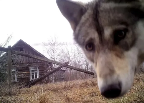 گرگ ها و سگ ها بوی ترس انسان را حس می کنند