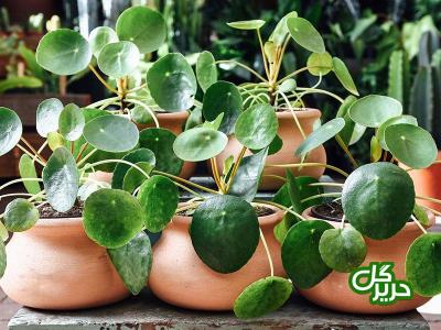 زیبا سازی منزل با گیاهان آپارتمانی