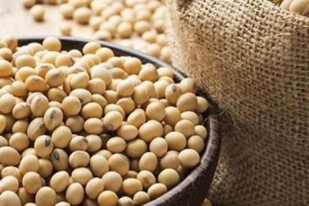 مصرف محصولات سویا باعث افزایش طول عمر می شود