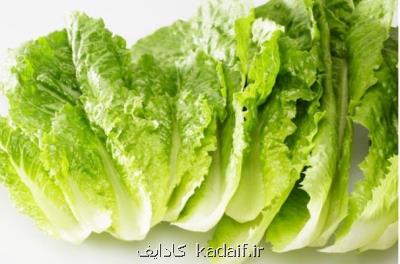 تأثیر پروتئین كاهو در بهبود سریع تر شكستگی استخوان