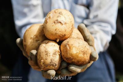 قدرت سیب زمینی در تقویت ماهیچه های زنان